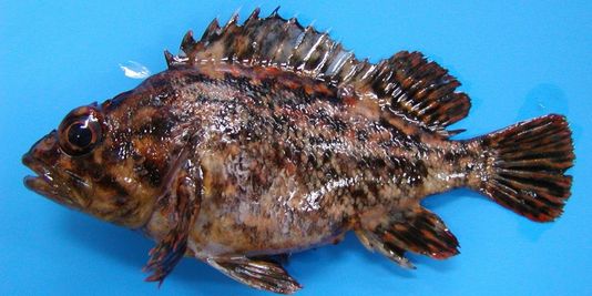 Mike the Marusoi, the world's most radioactive fish